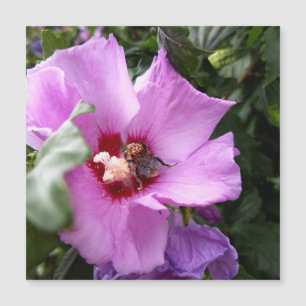 Bumblebee op Hibiscus Flower Magnetische Kaart