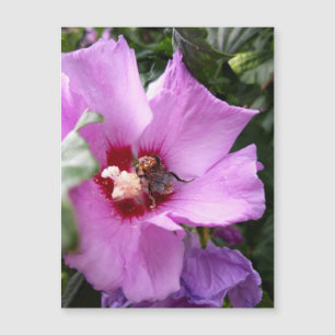 Bumblebee op Hibiscus Flower Magnetische Kaart