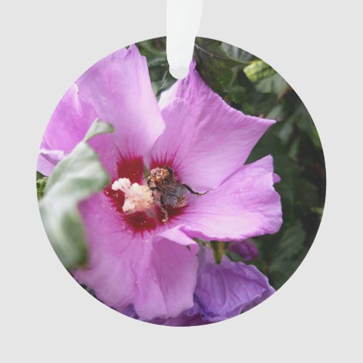 Bumblebee op Hibiscus Flower Ornament (voorkant)