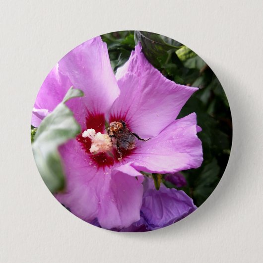 Bumblebee op Hibiscus Flower Ronde Button 7,6 Cm (Voorkant)