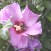 Bumblebee op Hibiscus Flower Sticker (Voorkant)