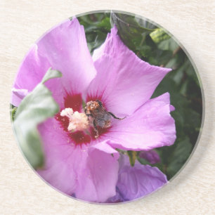 Bumblebee op Hibiscus Flower Zandsteen Onderzetter