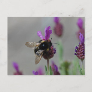 Bumblebee op lavendel briefkaart