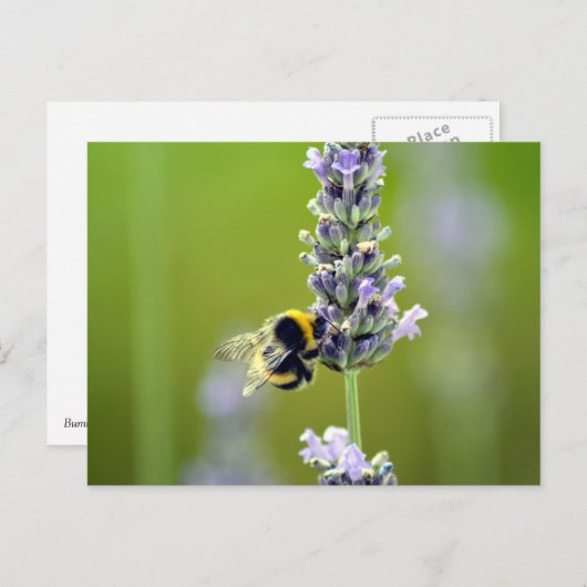 Bumblebee op Lavender Briefkaart (Voorkant / Achterkant)