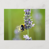 Bumblebee op Lavender Briefkaart (Voorkant)