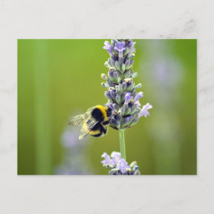 Bumblebee op Lavender Briefkaart