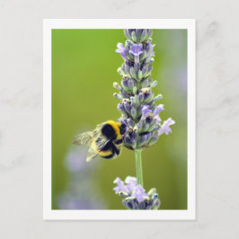 Bumblebee op Lavender Briefkaart