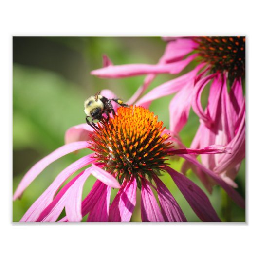Bumblebee op Paarse Coneflower Natuur Fotografie Foto Afdruk (Voorkant)