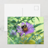 Bumblebee op Paarse Daisy Briefkaart (Voorkant / Achterkant)