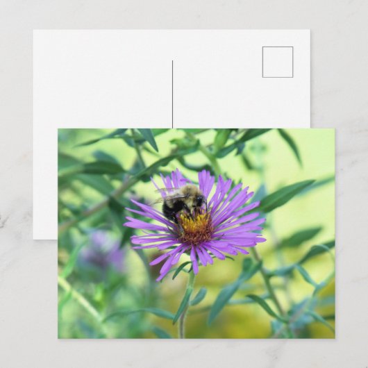 Bumblebee op Paarse Daisy Briefkaart (Voorkant / Achterkant)