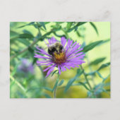 Bumblebee op Paarse Daisy Briefkaart (Voorkant)