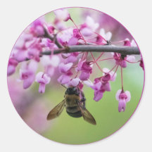 Bumblebee op Redbud Blossom