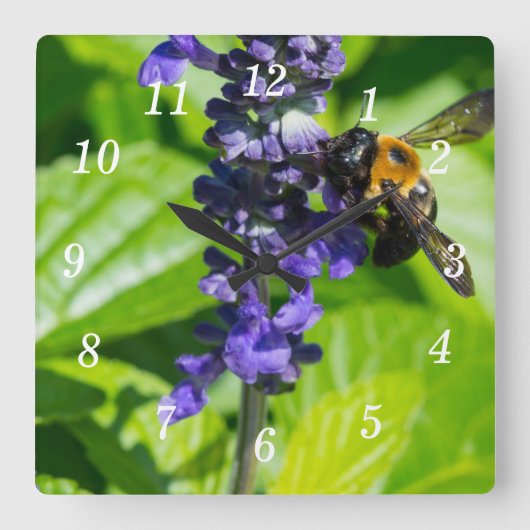 Bumblebee op Salvia wandklok (Voorkant)
