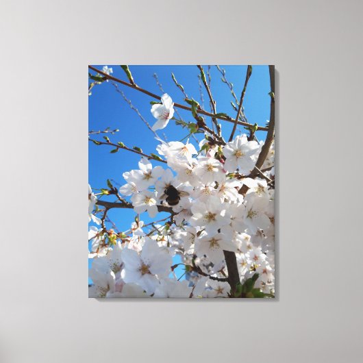 Bumblebee op wilde kersenbloei canvas afdruk (Voorkant)
