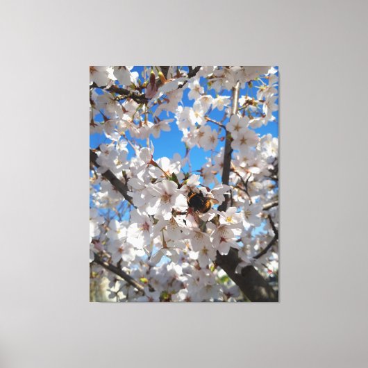 Bumblebee op wilde kersenbloei canvas afdruk (Voorkant)