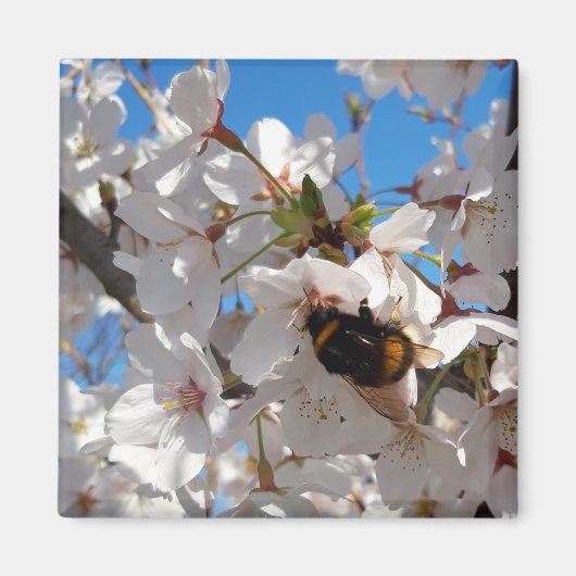 Bumblebee op wilde kersenbloei magneet (Voorkant)