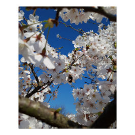 Bumblebee op wilde kersenbloei perfect poster