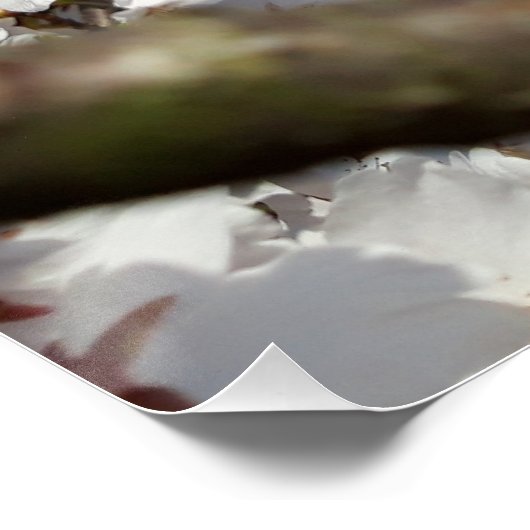 Bumblebee op wilde kersenbloei perfect poster (Hoek)