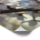 Bumblebee op wilde kersenbloei perfect poster (Hoek)