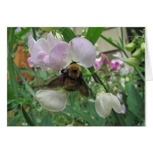 Bumblebee op zoete peper