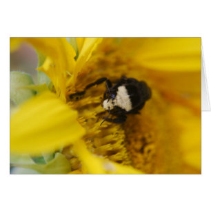 Bumblebee op zonnebloem - Kaart