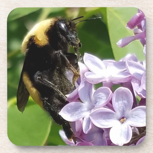 Bumblebee over Lila sluiting djoneill Drankjes Onderzetter (Voorkant)