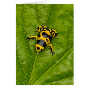 Bumblebee Poison Dart Frog