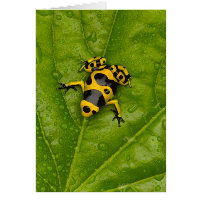 Bumblebee Poison Dart Frog (Voorkant)