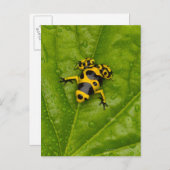 Bumblebee Poison Dart Frog Briefkaart (Voorkant / Achterkant)