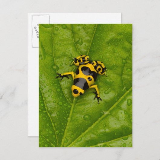 Bumblebee Poison Dart Frog Briefkaart (Voorkant / Achterkant)