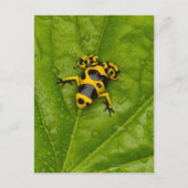 Bumblebee Poison Dart Frog Briefkaart (Voorkant)