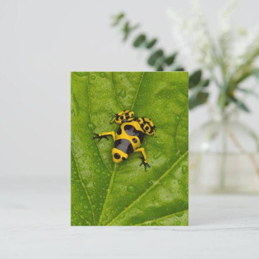 Bumblebee Poison Dart Frog Briefkaart (Staand voorkant)