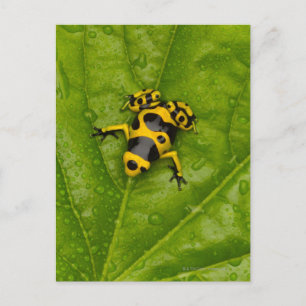 Bumblebee Poison Dart Frog Briefkaart