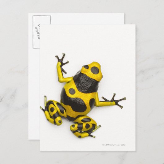 Bumblebee Poison Dart Frog Briefkaart (Voorkant / Achterkant)