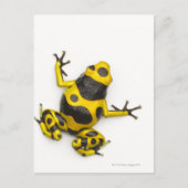 Bumblebee Poison Dart Frog Briefkaart (Voorkant)