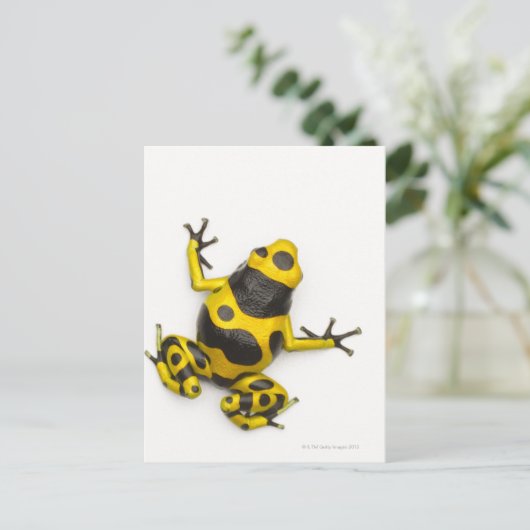Bumblebee Poison Dart Frog Briefkaart (Staand voorkant)