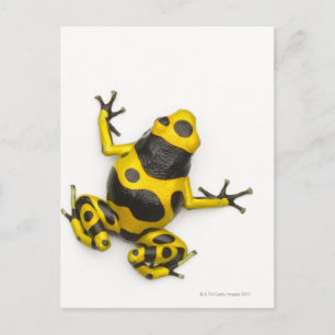 Bumblebee Poison Dart Frog Briefkaart