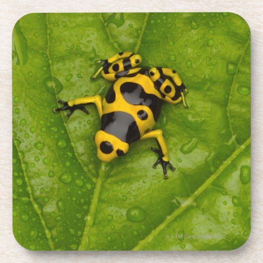 Bumblebee Poison Dart Frog Drankjes Onderzetter (Voorkant)