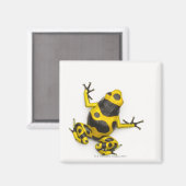 Bumblebee Poison Dart Frog Magneet (Voorkant / Achterkant)
