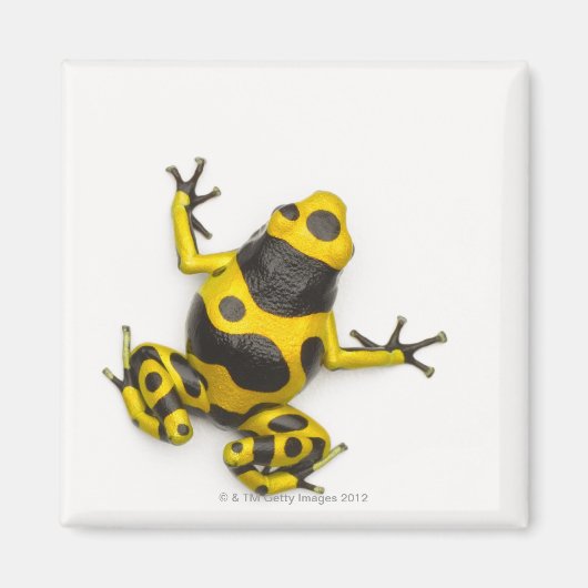 Bumblebee Poison Dart Frog Magneet (Voorkant)