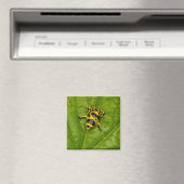 Bumblebee Poison Dart Frog Magneet (Insitu (Vaatwasser))