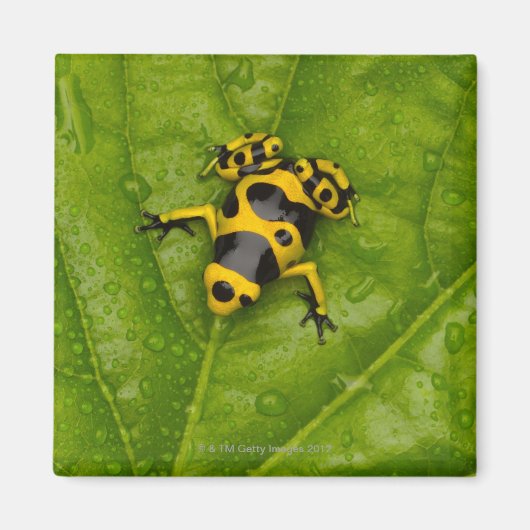 Bumblebee Poison Dart Frog Magneet (Voorkant)