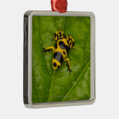 Bumblebee Poison Dart Frog Metalen Ornament (Rechts)