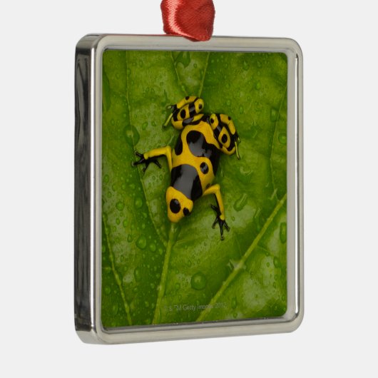 Bumblebee Poison Dart Frog Metalen Ornament (Rechts)