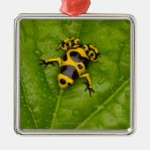 Bumblebee Poison Dart Frog Metalen Ornament (Voorkant)