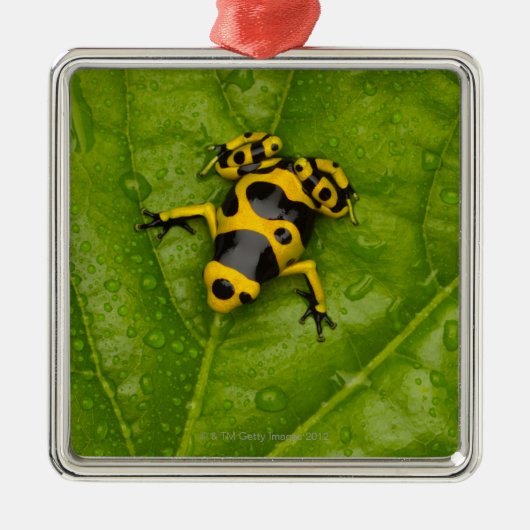 Bumblebee Poison Dart Frog Metalen Ornament (Voorkant)