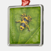Bumblebee Poison Dart Frog Metalen Ornament (Links)
