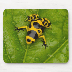 Bumblebee Poison Dart Frog Muismat