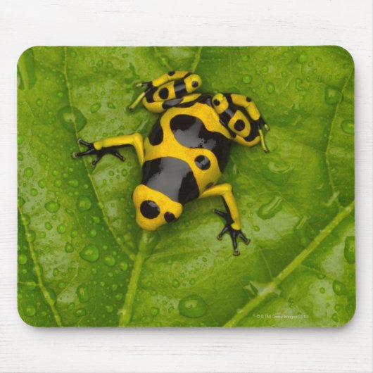 Bumblebee Poison Dart Frog Muismat (Voorkant)