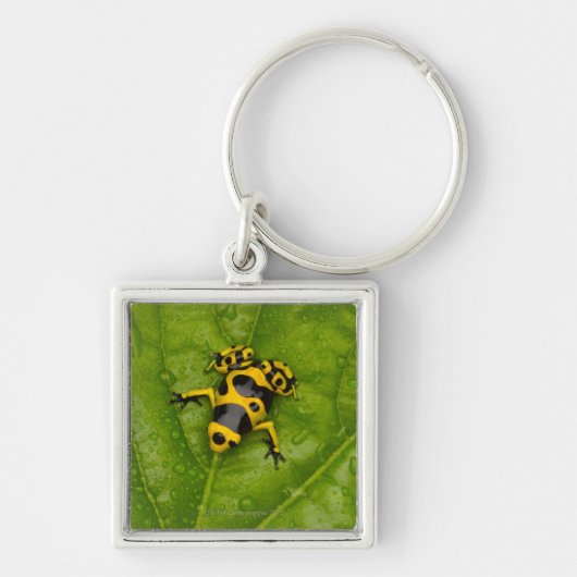 Bumblebee Poison Dart Frog Sleutelhanger (Voorkant)